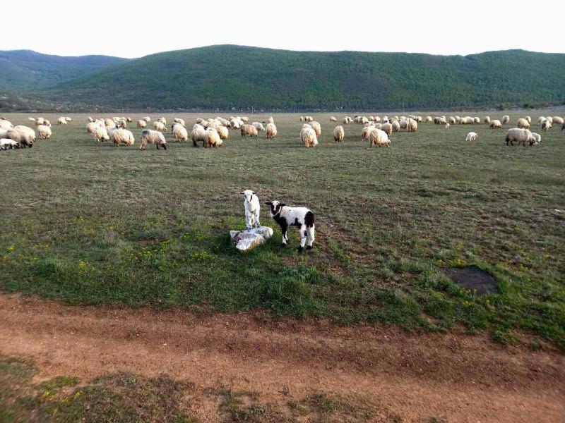 Farma & Apartmani Opg Sasa Delic Korenica Exterior foto